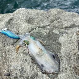 アオリイカ