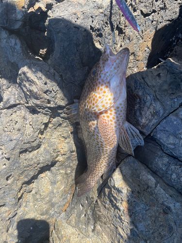 オオモンハタの釣果