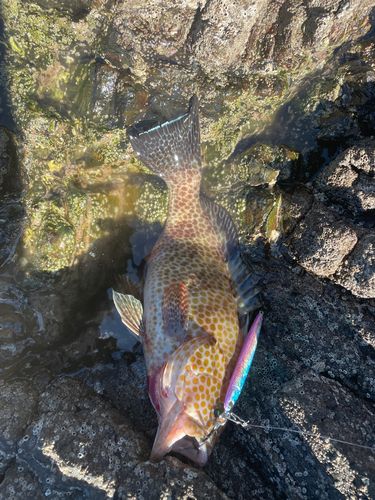 オオモンハタの釣果