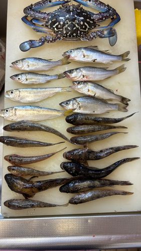 ハゼの釣果