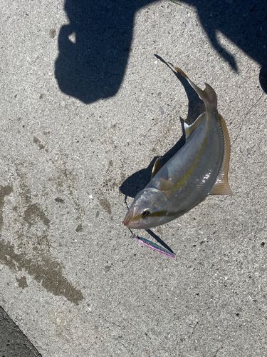 ネリゴの釣果