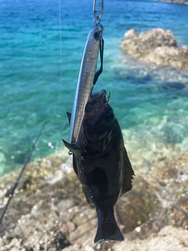 オオモンハタの釣果