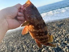 キジハタの釣果