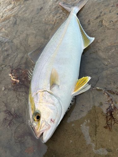 ショゴの釣果