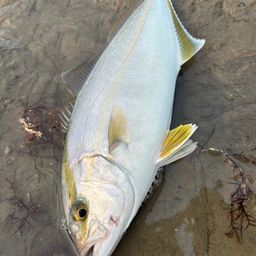 ショゴ