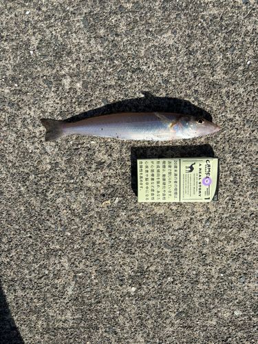 大野地区釣り護岸