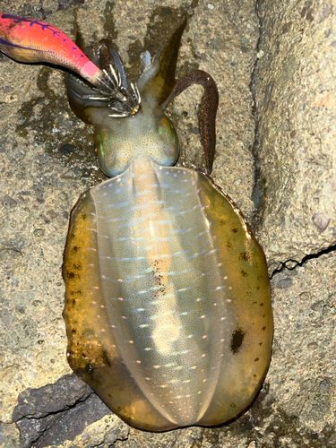 アオリイカの釣果