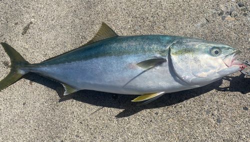 ワラサの釣果