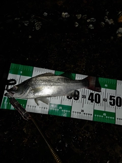 セイゴ（ヒラスズキ）の釣果