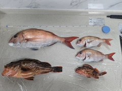 マダイの釣果