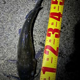 アメリカナマズ