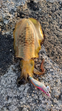 アオリイカの釣果