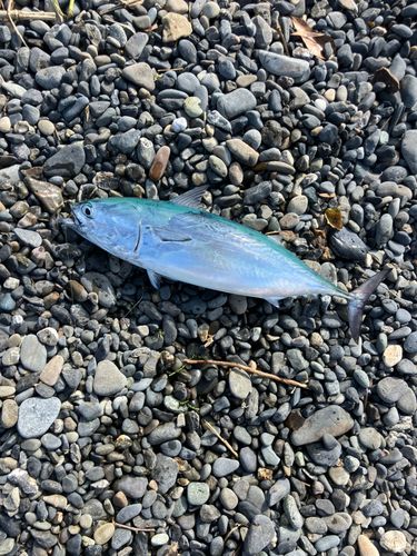 ヒラソウダの釣果