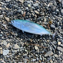 ヒラソウダ