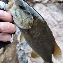 スモールマウスバス