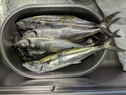 サゴシの釣果