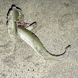 ウナギ