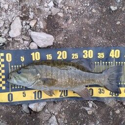 スモールマウスバス