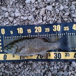 スモールマウスバス