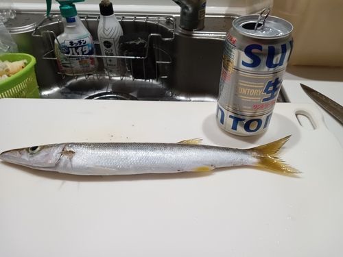 カマスの釣果