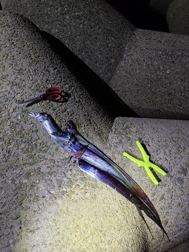 タチウオの釣果