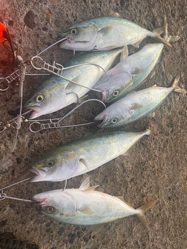 ワカシの釣果