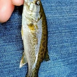 スモールマウスバス