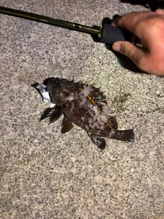 ソイの釣果