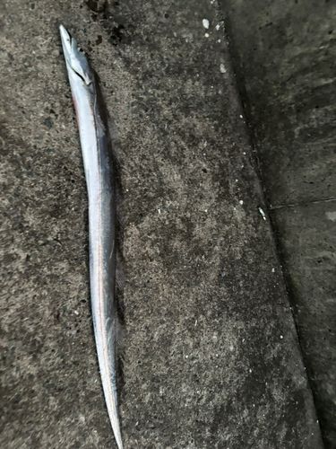 三陸海岸（青森）