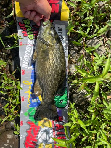 スモールマウスバスの釣果