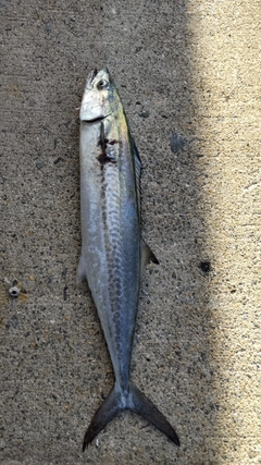 サゴシの釣果