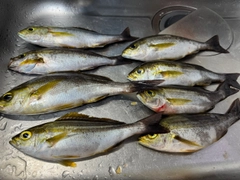 イサキの釣果