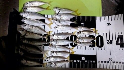 アジの釣果