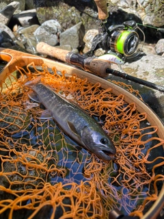 イワナの釣果