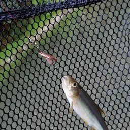 カワムツ