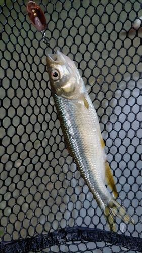 カワムツの釣果