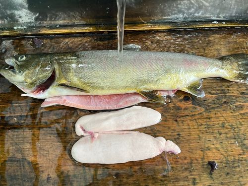 トラウトの釣果
