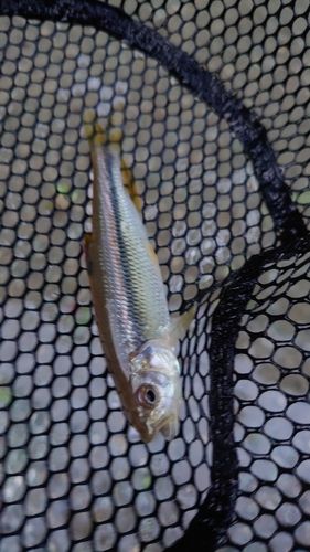 カワムツの釣果