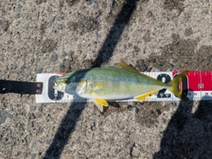 ワカシの釣果