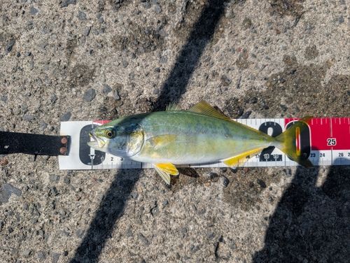 ワカシの釣果