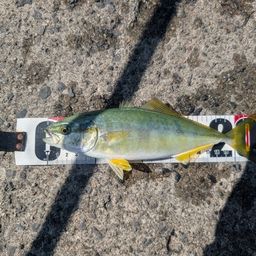 ワカシ