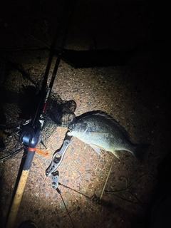 キビレの釣果
