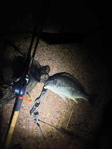 キビレの釣果
