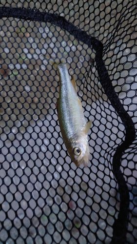 カワムツの釣果