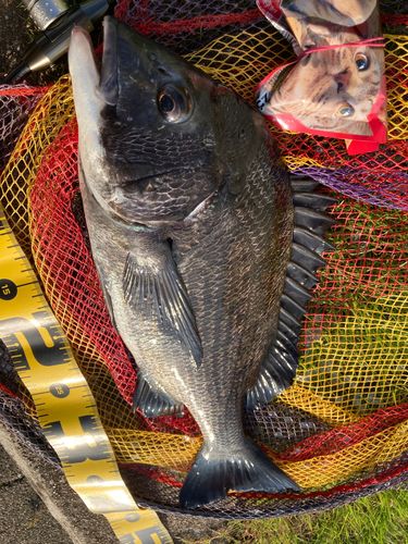 チヌの釣果