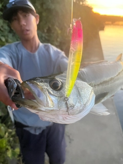 シーバスの釣果