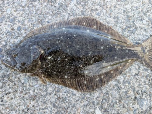 ソゲの釣果