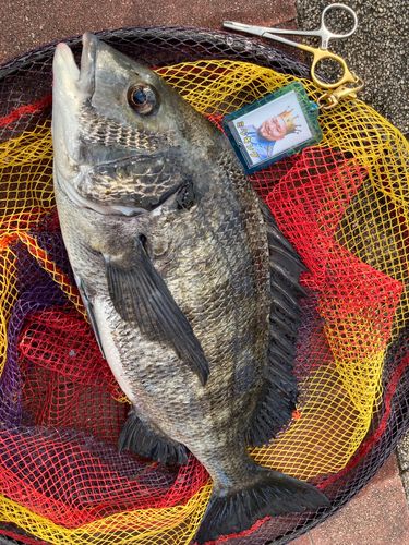 チヌの釣果