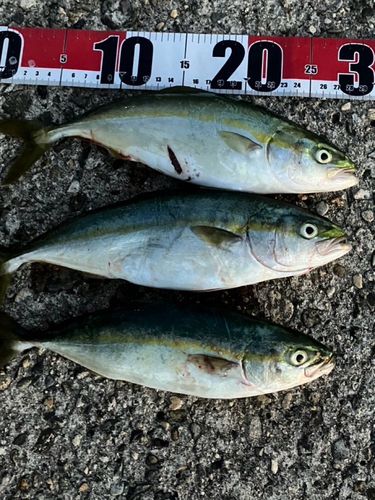 フクラギの釣果