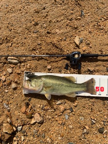 ラージマウスバスの釣果